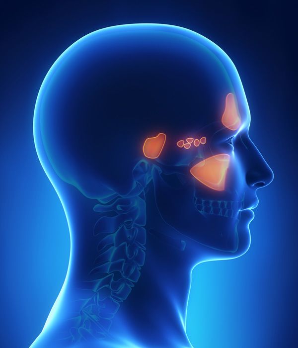 Graphic of skull highlighting sinuses